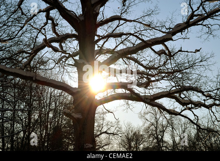 Sole penetrano attraverso i rami innevate della secolare quercia in inverno. Bellissimo sfondo naturale. Foto Stock