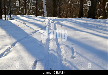 Piste da sci i segni lasciati nella neve tra gli alberi in winter park. Segni di persone attive ricreazione in natura. Ombre e Luce solare. Foto Stock