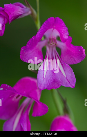 Sumpf-Gladiole, Gladiolus palustris, Marsh gladiolus Foto Stock