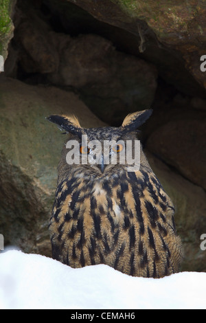 Uhu, Bubo bubo, aquila-gufo eurasiatico Foto Stock