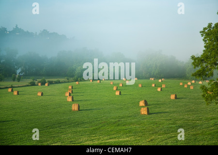 Grande prato rotondo balle di fieno in un monti Ozark fieno prato, pronto per essere spostato da una zona di stoccaggio / Arkansas, Stati Uniti d'America. Foto Stock