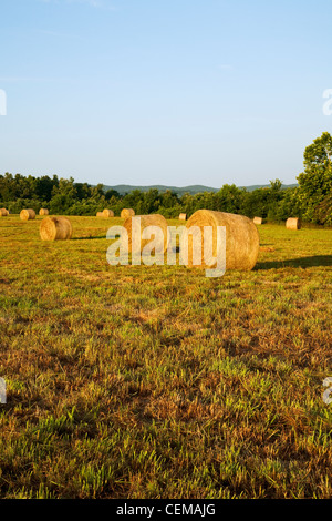 Grande prato rotondo balle di fieno in un monti Ozark fieno prato, pronto per essere spostato da una zona di stoccaggio / Arkansas, Stati Uniti d'America. Foto Stock