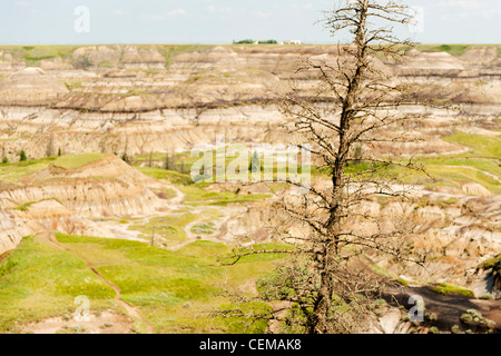 Horseshoe Canyon, in Alberta Badlands, vicino Drumheller, Alberta, Canada Foto Stock