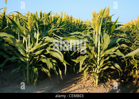 Agricoltura - veduta laterale di sorgo (milo) Piante con completamente formata e teste di maturazione / Arkansas, Stati Uniti d'America. Foto Stock
