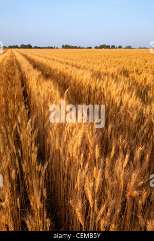 Campo di raccolto maturo stadio soft red winter frumento nella tarda primavera in crescita su ampi letti / Eastern Arkansas, Stati Uniti d'America. Foto Stock