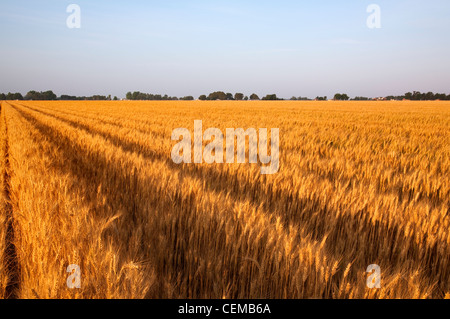 Campo di raccolto maturo stadio soft red winter frumento nella tarda primavera in crescita su ampi letti / Eastern Arkansas, Stati Uniti d'America. Foto Stock