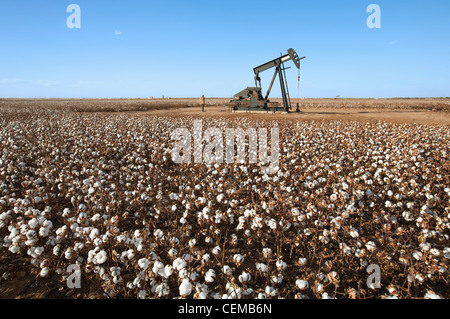 Agricoltura - Una pompa olio jack (unità di pompaggio) in un campo di raccolta dello spogliatore stadio cotone / West Texas, Stati Uniti d'America. Foto Stock