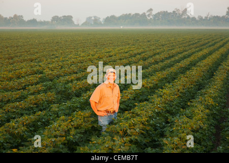 Un agricoltore (coltivatore) in piedi e ispezionando la sua metà la crescita tardi boll impostare fase raccolto di cotone nel vago la mattina presto luce / Arkansas. Foto Stock