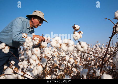 Un agricoltore (coltivatore) ispeziona il suo raccolto maturo stadio ad alta resa del raccolto di cotone per determinare quando iniziare il raccolto / Arkansas. Foto Stock