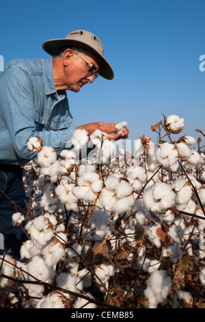 Un agricoltore (coltivatore) ispeziona il suo raccolto maturo stadio ad alta resa del raccolto di cotone per determinare quando iniziare il raccolto / Arkansas. Foto Stock