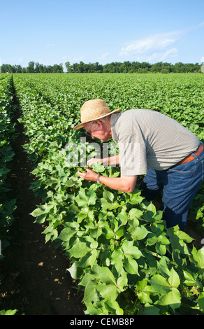 Un consulente di raccolto ispeziona una metà della crescita di raccolto di cotone in advanced boll impostare fase per metà alla fine della stagione gli insetti / Arkansas. Foto Stock