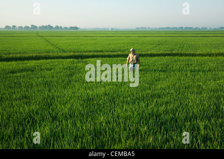 Un consulente di raccolto passeggiate attraverso un campo di ispezionare una metà della crescita di raccolto di riso all'inizio del capo in fase di processo di formazione / Arkansas, Stati Uniti d'America. Foto Stock