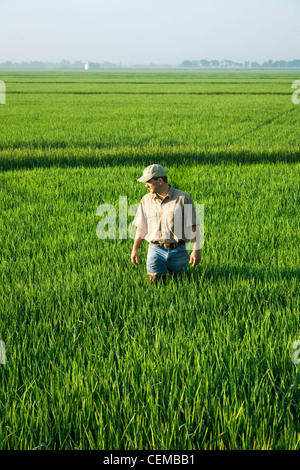 Un consulente di raccolto passeggiate attraverso un campo di ispezionare una metà della crescita di raccolto di riso all'inizio del capo in fase di processo di formazione / Arkansas, Stati Uniti d'America. Foto Stock