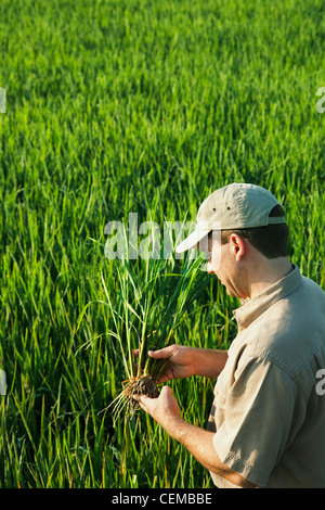 Agricoltura - un consulente di raccolto nel campo ispeziona una metà della crescita di piante di riso all'inizio del capo in fase di processo di formazione / Arkansas, Stati Uniti d'America. Foto Stock