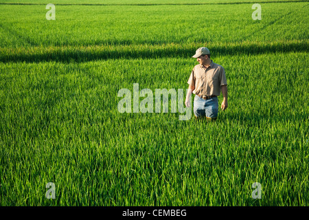 Un contadino (coltivatore) passeggiate attraverso il suo campo di ispezionare la sua metà della crescita di raccolto di riso all'inizio del capo in fase di processo di formazione / Arkansas, Stati Uniti d'America. Foto Stock