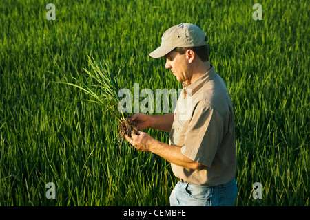 Un contadino (coltivatore) nel suo campo ispeziona la sua metà della crescita di piante di riso all'inizio del capo in fase di processo di formazione / Arkansas, Stati Uniti d'America. Foto Stock