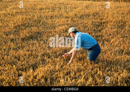 Un contadino (coltivatore) nel suo campo ispeziona il suo quasi maturi il raccolto di riso al fine di determinare se la vendemmia inizia / Arkansas Foto Stock