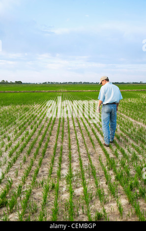 Agricoltura - un agricoltore (coltivatore) passeggiate attraverso il suo campo di ispezionare i progressi della sua crescita precoce del raccolto di riso / Arkansas, Stati Uniti d'America. Foto Stock