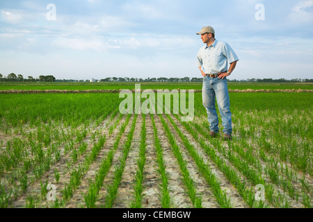 Agricoltura - un agricoltore (coltivatore) in piedi nel suo campo di ispezionare i progressi della sua crescita precoce del raccolto di riso / Arkansas, Stati Uniti d'America. Foto Stock