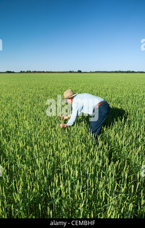 Agricoltura - un agricoltore (coltivatore) ispeziona il suo raccolto di soft red winter frumento / vicino a Inghilterra, Arkansas, Stati Uniti d'America. Foto Stock