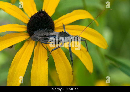 Un bug di ruota, aka. Vela-back Bug di dinosauri (Arilus cristatus) poggiante su un black-eyed Susan (Rudbeckia hirta) / Kansas, Stati Uniti d'America. Foto Stock