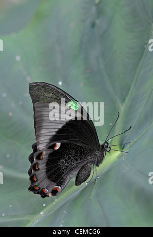 A coda di rondine di smeraldo Butterfly: Papilio palinurus. Foto Stock