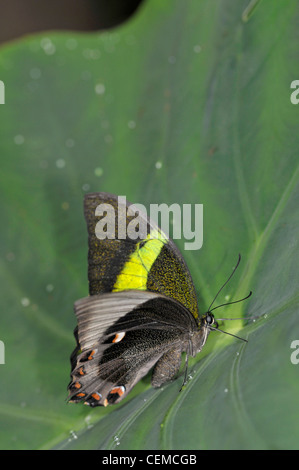 A coda di rondine di smeraldo Butterfly: Papilio palinurus. Foto Stock