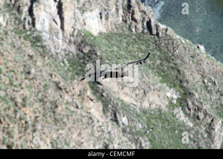 Vista di un condor soaring nel canyon di Colca, Perù. È l'Uccello con la più grande apertura alare nel mondo. Foto Stock