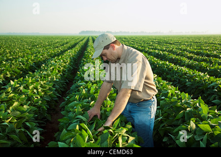 Agricoltura - un consulente di raccolto esamina una metà della crescita di raccolto di soia a metà-fine cialda set stage / Arkansas, Stati Uniti d'America. Foto Stock