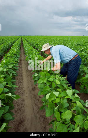 Agricoltura - un consulente di raccolto ispeziona una crescita media del raccolto di soia al pod fase di impostazione / Arkansas, Stati Uniti d'America. Foto Stock