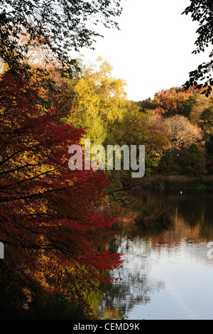 Mattina di sole ritratto rosso di foglie di acero giapponese golden foglie di giallo autunno alberi, lo stagno e il Central Park South, New York Foto Stock