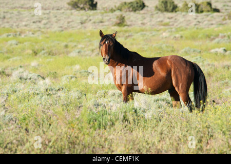 Wild Horse, Equus ferus, Nevada Foto Stock