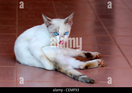 White Cat lambisce le sue labbra Foto Stock
