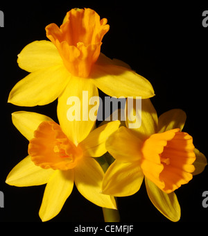 Tre i narcisi isolati su sfondo nero Foto Stock