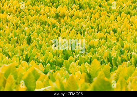Piante di tabacco Foto Stock
