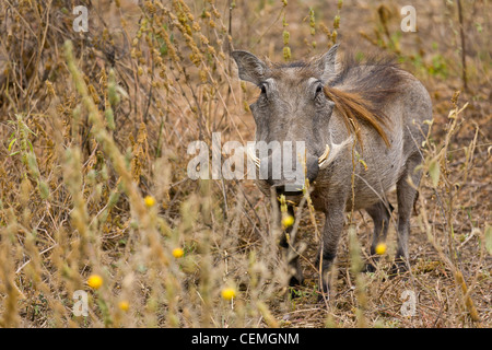 Warthog guardando la fotocamera. Foto Stock