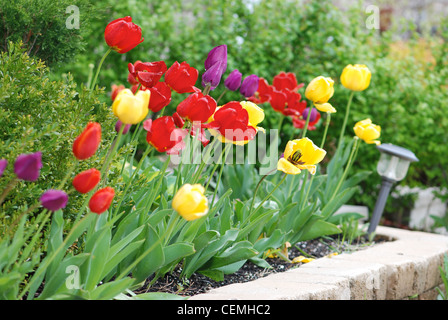 Tulipani multicolore in un giardino paesaggistico Foto Stock