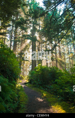 Raggi di sole risplendere attraverso gli alberi nella foresta, Cape Lookout State Park, Oregon Foto Stock