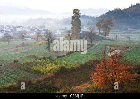 Cina ,giorno, agricoltura naturale fenomeno ,,turismo,pianta, nessuno ,albero, immagine a colori, Land includono , Anhui , nebbia, Foto Stock