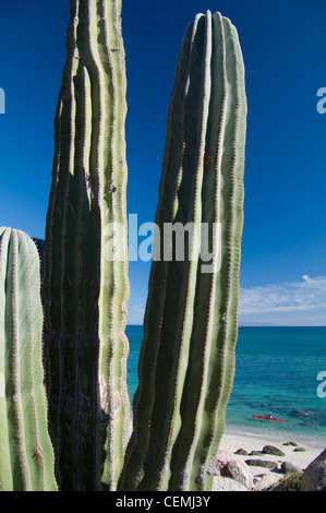 Una donna kayak off Bonanza Beach, Isola di Espiritu Santo, Baja California Sur, Messico Foto Stock