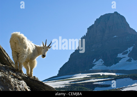 Una capra di montagna fuori l'Highline Trail, Logan pass, il Glacier National Park Montana Foto Stock