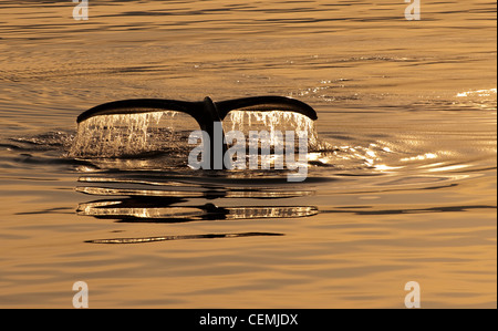 Il Fluke di un diving Humpback Whale in Frederick Suono, Alaska Foto Stock