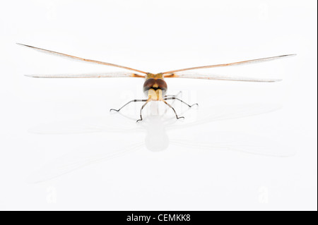 Tramea Basilaris. Red Marsh Trotter Dragonfly su sfondo bianco Foto Stock