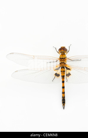 Tramea Basilaris. Red Marsh Trotter Dragonfly su sfondo bianco Foto Stock