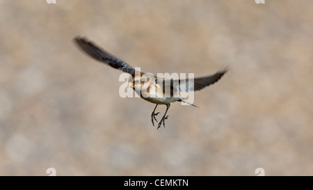 Snow Bunting passando per terra. Foto Stock