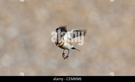 Snow Bunting in bilico. Foto Stock