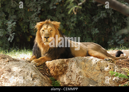 Lion di riposo in ombra sotto gli alberi. Foto Stock