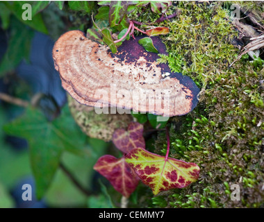 Fungo, Ivy e Moss (Lichen) che cresce sulla corteccia di albero Foto Stock