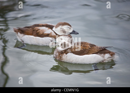 Lunga coda di anatre (clangula hyemalis) femmina Foto Stock