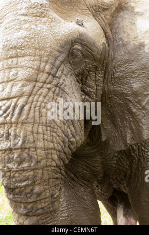 Close up un elefante Foto Stock